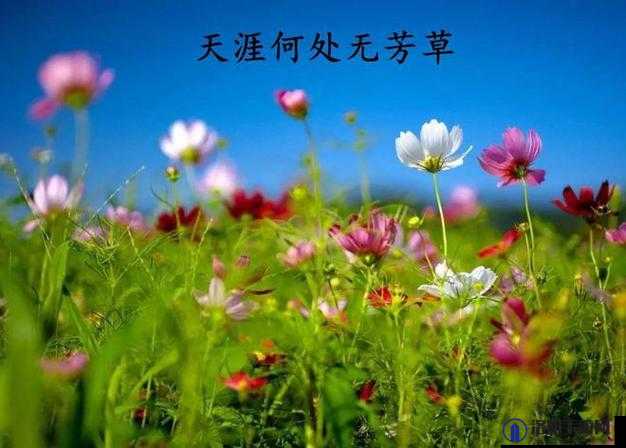 芳草有萋萋：萋萋芳草惹人怜