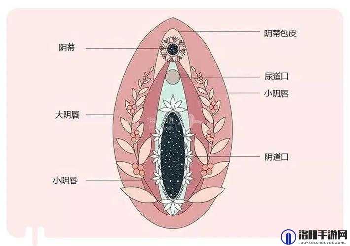 少妇性 BBB 搡 BBB 爽爽爽：探索性爱的极致体验