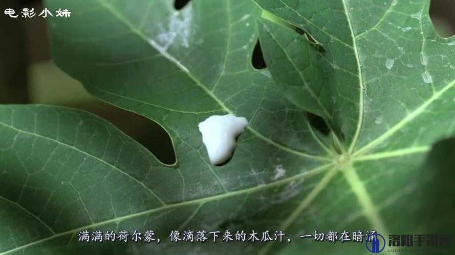 好妈妈光头木瓜的别样精彩人生故事