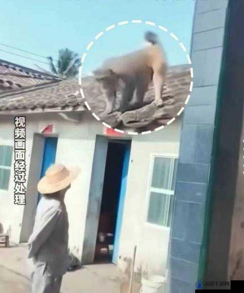 生猴子全过程不盖被子的那些奇妙经历与细节