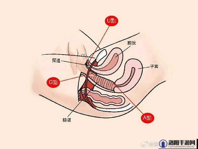 女人的莲花多久闭合：性与健康的秘密