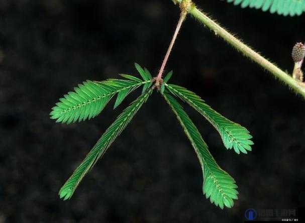 含羞草高清视频在线观看：带你领略神奇植物的独特魅力