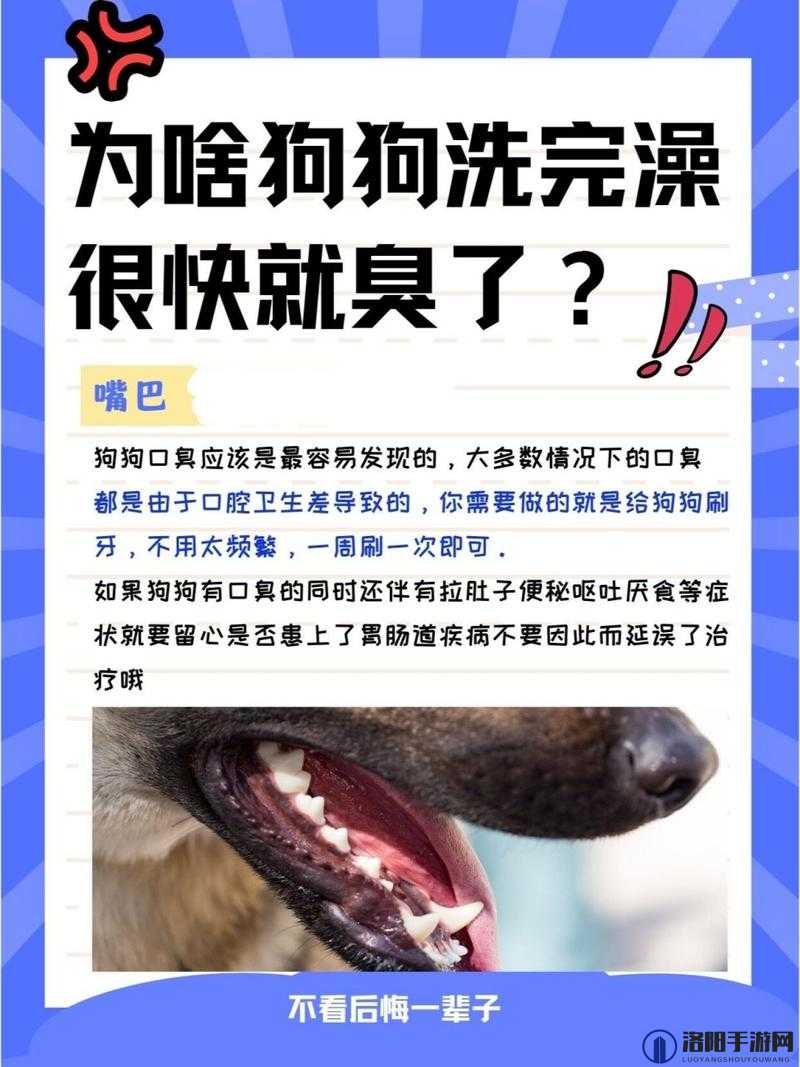 狗狗的东西又硬又烫又臭，你知道是什么吗？