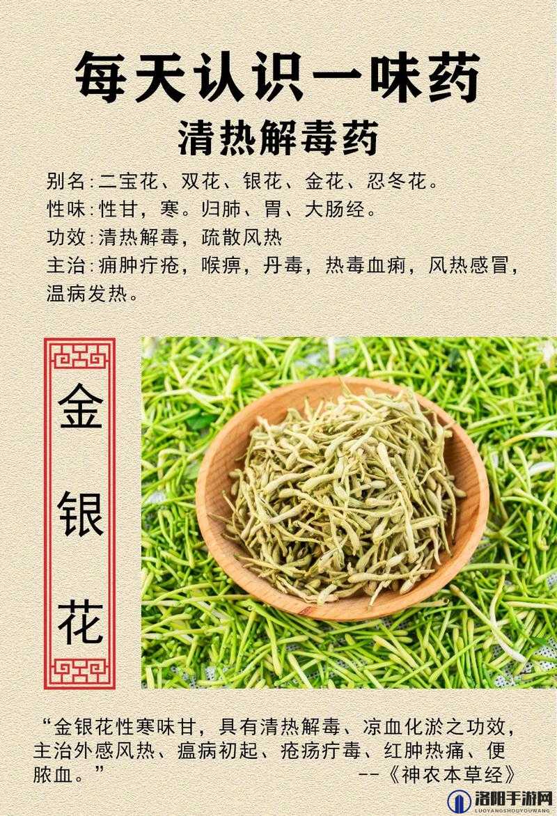 父承子液金银花：传统中药材的独特魅力与价值体现