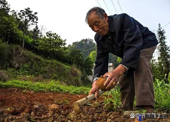 老头与老头交∫配：独特而引人深思的现象探讨