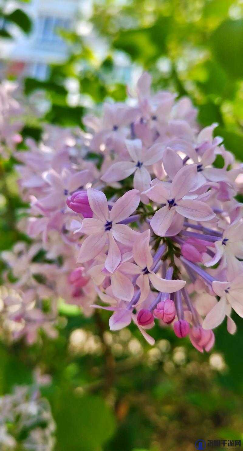 丁香花免费高清视频在线观看：带你领略唯美花世界