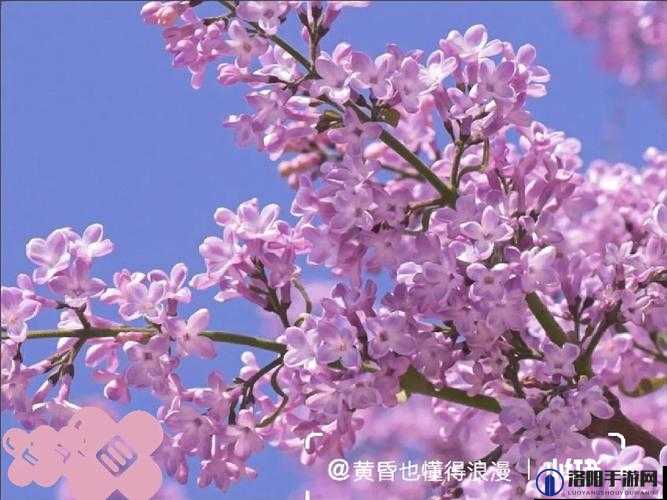 美丽丁香花：高清在线观看完整电影，感受浪漫情怀