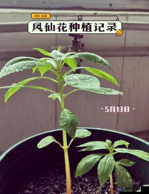 娇小女子小心翼翼摘花的独特过程