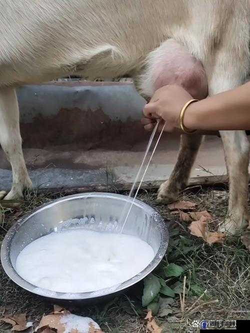 甘雨挤羊奶后衣服：其衣服上的羊奶渍该如何清洗