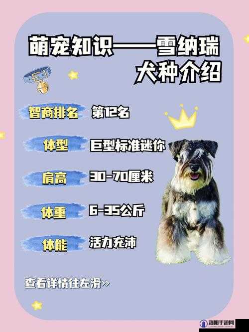 光与夜之恋犬系情缘，雪纳瑞全攻略，解锁萌犬生活秘籍与美好天气相伴