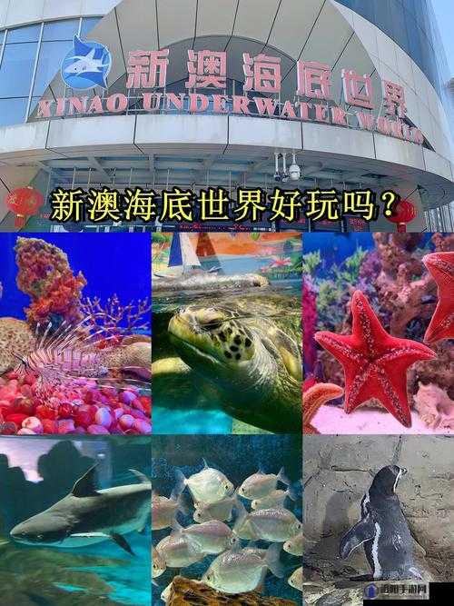 一场充满奇幻色彩的海洋奇遇记之旅