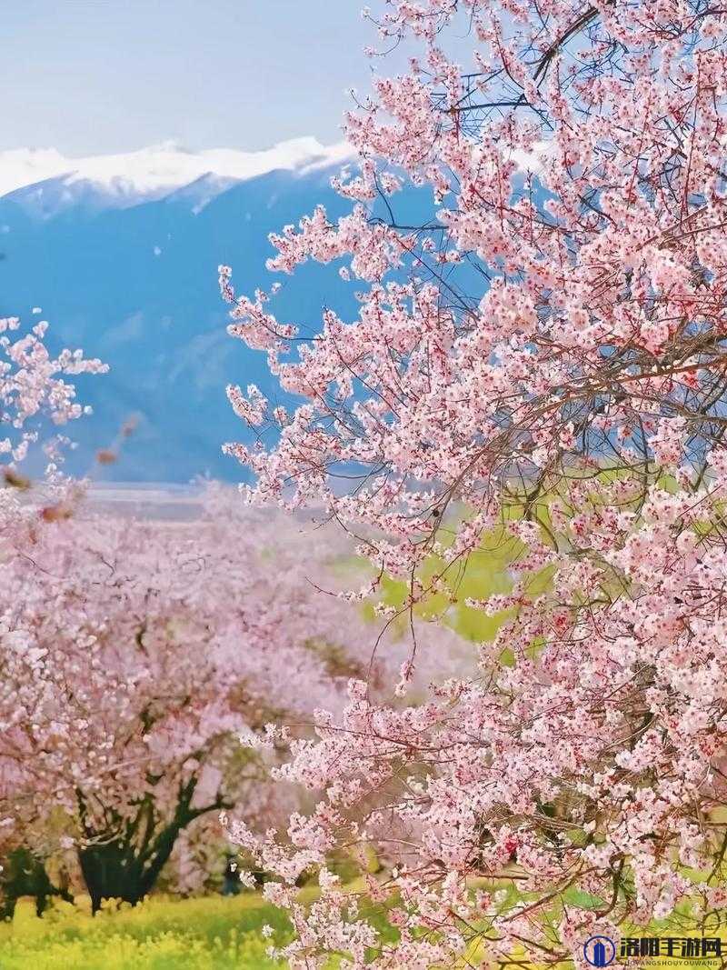 水蜜桃仙踪林的奇幻之旅：探寻那片神秘的桃林仙境