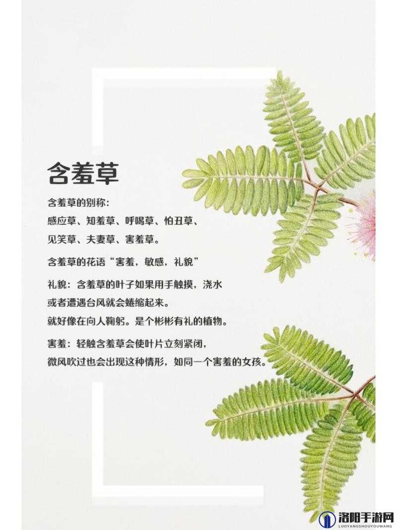 含羞草品种盘点：带你了解含羞草四大品种