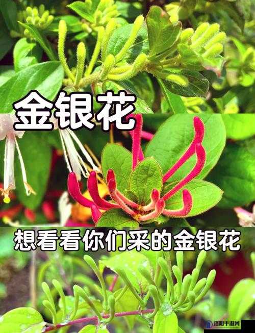 银色器物TXL 金银花：探索其独特魅力与价值所在