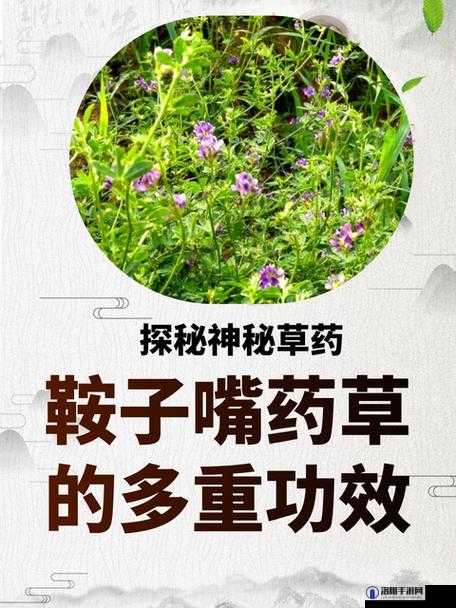 17c 草名字：探索神秘的草药世界