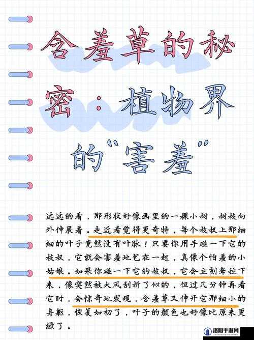 含羞草、四叶草与三叶草的奇妙组合与寓意