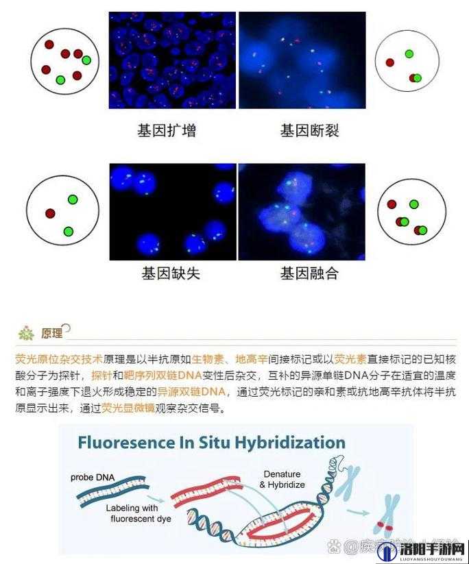 RNA 与 cDNA 杂交在分子生物学领域的深入研究及应用