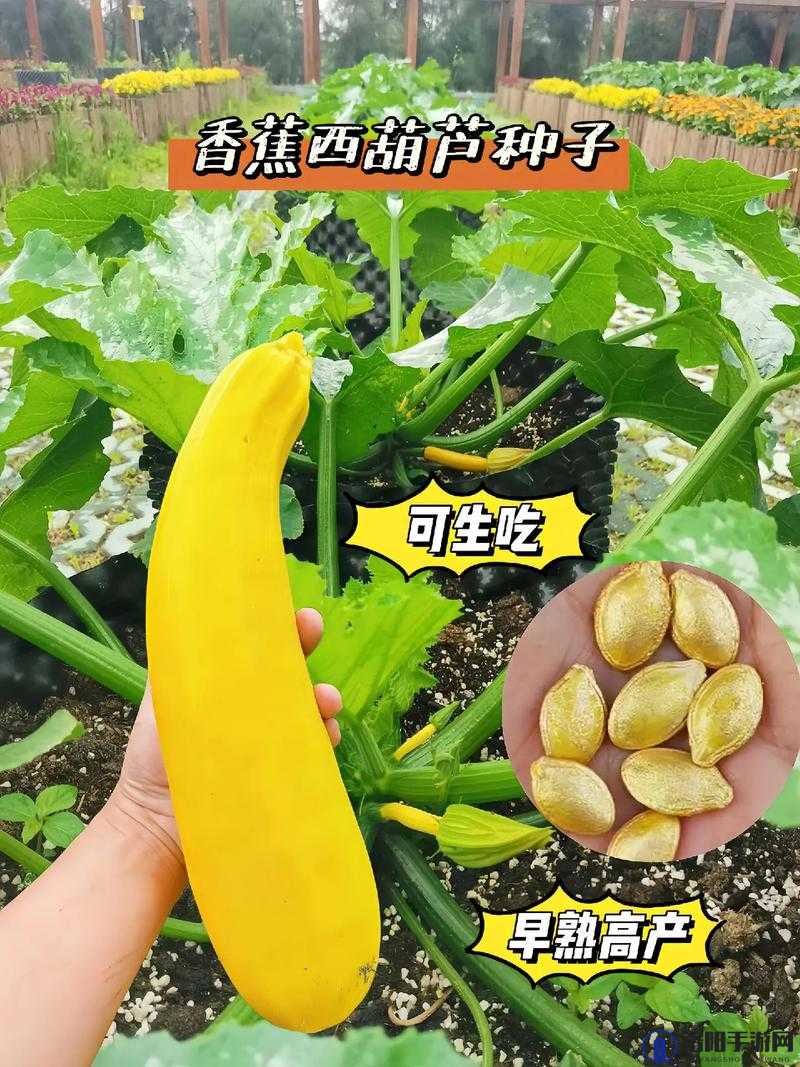 草莓香蕉榴莲黄瓜丝瓜茄子软件：探索水果与蔬菜的奇妙世界