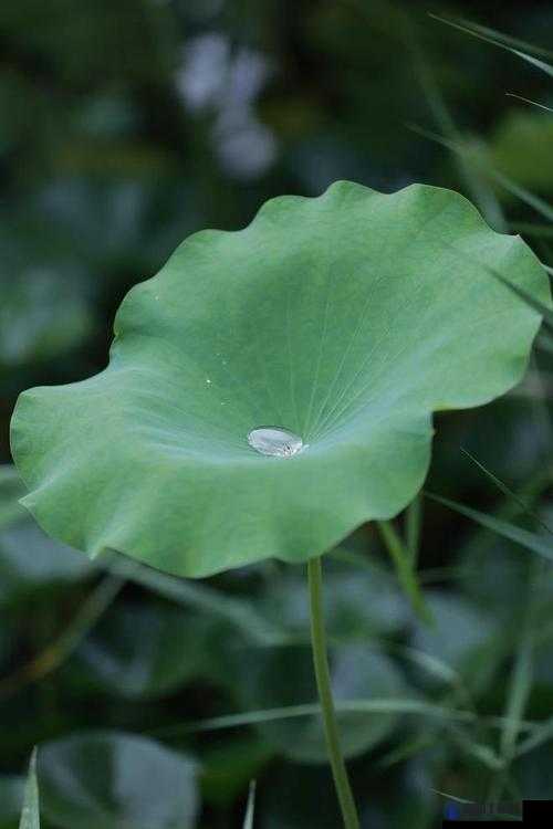 老人船上弄雨荷好吗：探寻独特情境中的行为意涵