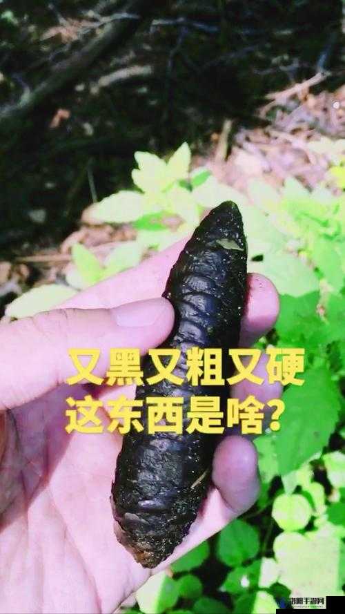 有一根又黑又硬的东西到底是什么令人好奇