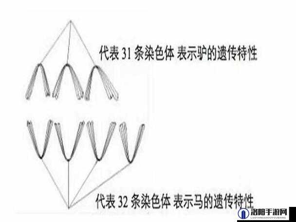 人和马的 DNA 之奇妙探索与应用前景探讨