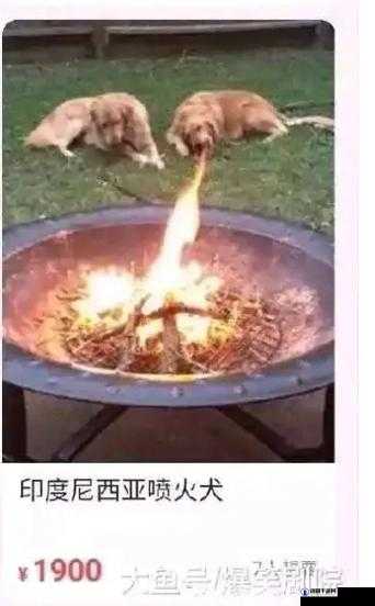 网络用语‘整点阳间的东西是什么梗’究竟何意