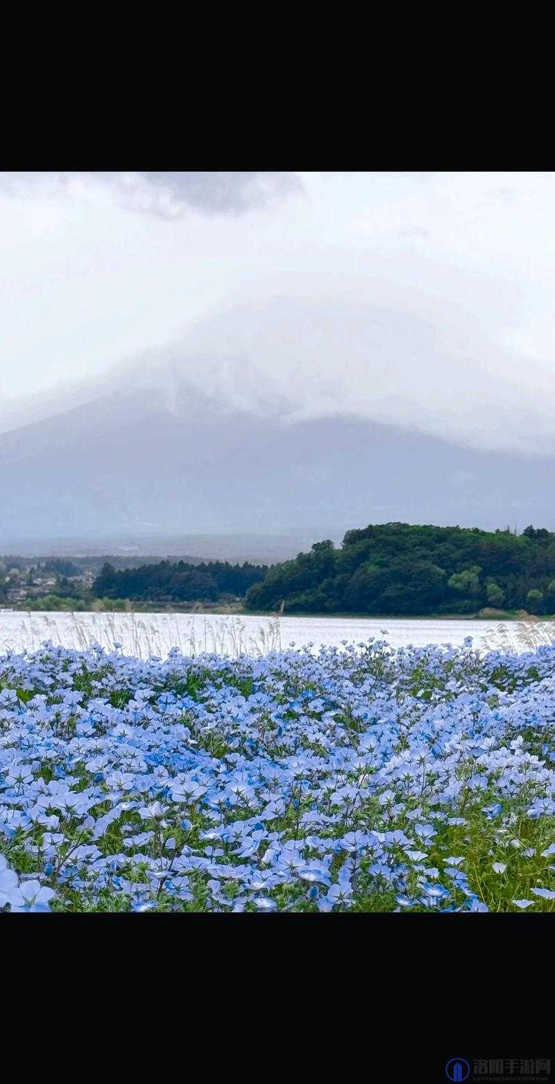 野花日本视频免费观看 5：一段美丽而神秘的旅程