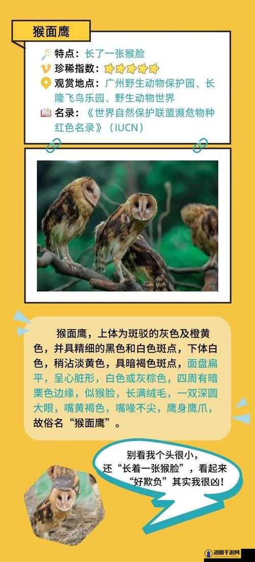 产国黄免哥：神秘的珍稀动物，你了解多少？